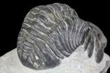 Bargain, Pedinopariops Trilobite - Mrakib, Morocco #137687-4